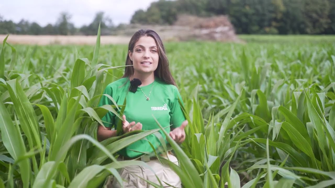 Épisode 3 : Dégâts précoces des sésamies - Les foreurs du maïs, pyrales et sésamies