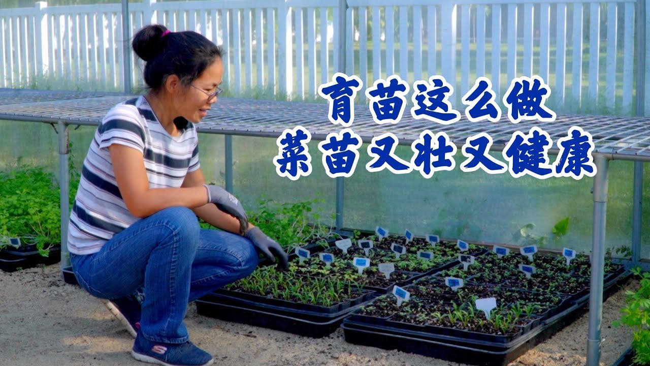 EP 10 让菜苗长得又大又壮又健康，看看兔妈怎么做吧