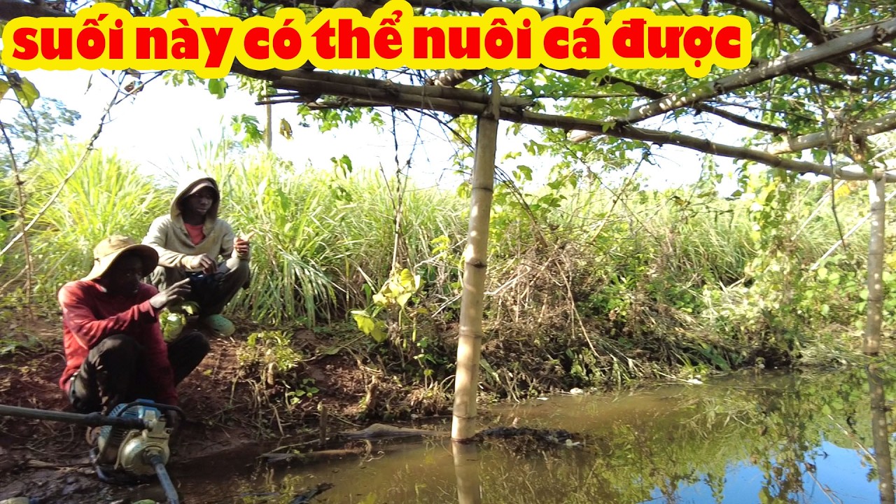 Chặn dòng suối và Costa thu hoạch cà rốt || Tony phong cuộc sống Châu Phi