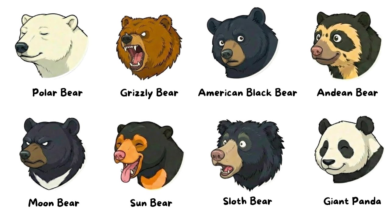 Every BEAR type explained in 10 minutes