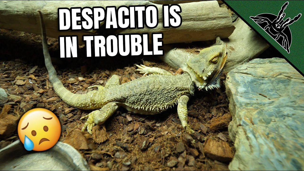 Bearded Dragon Epileptic attacks