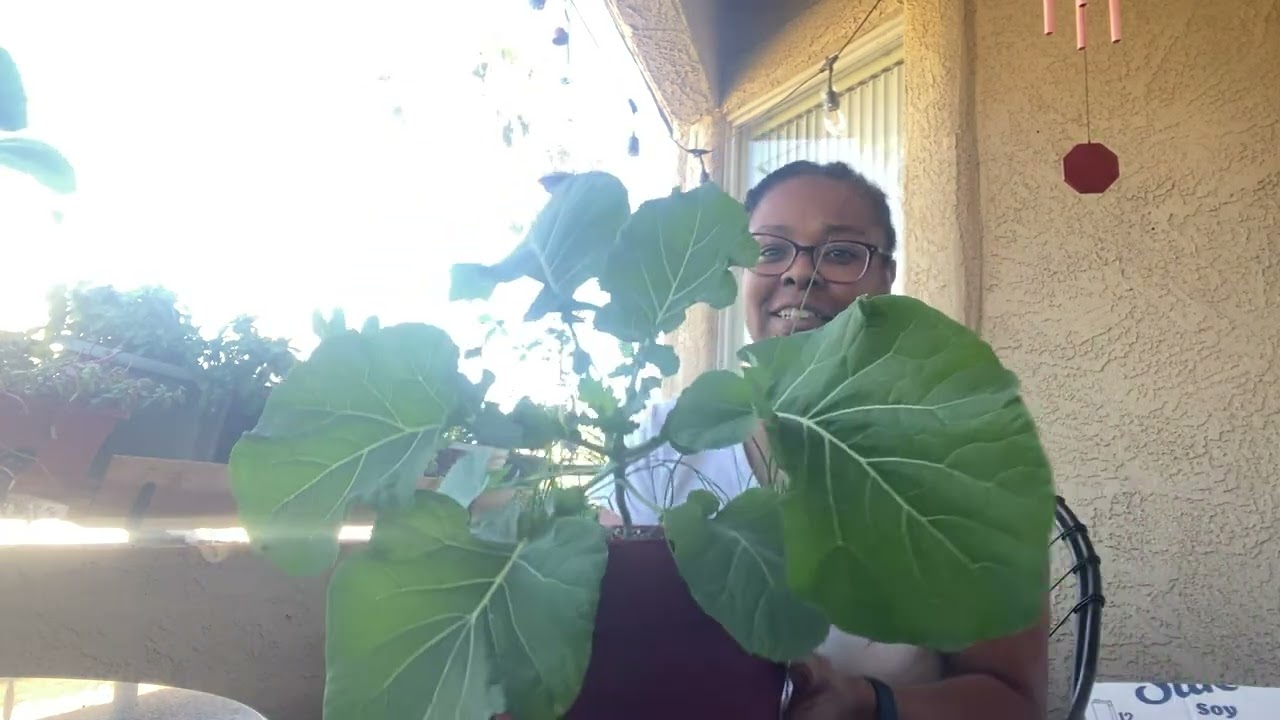Will these collards make it to the table for Christmas🤷🏽‍♀️🙏🏽