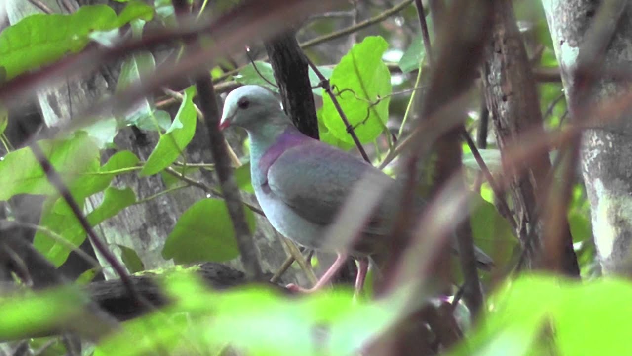 Birds of Cuba | Aves de Cuba