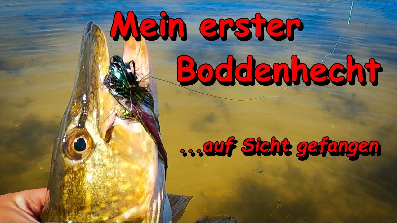 Fliegenfischen in MV - Erfolgreich auf Boddenhechte