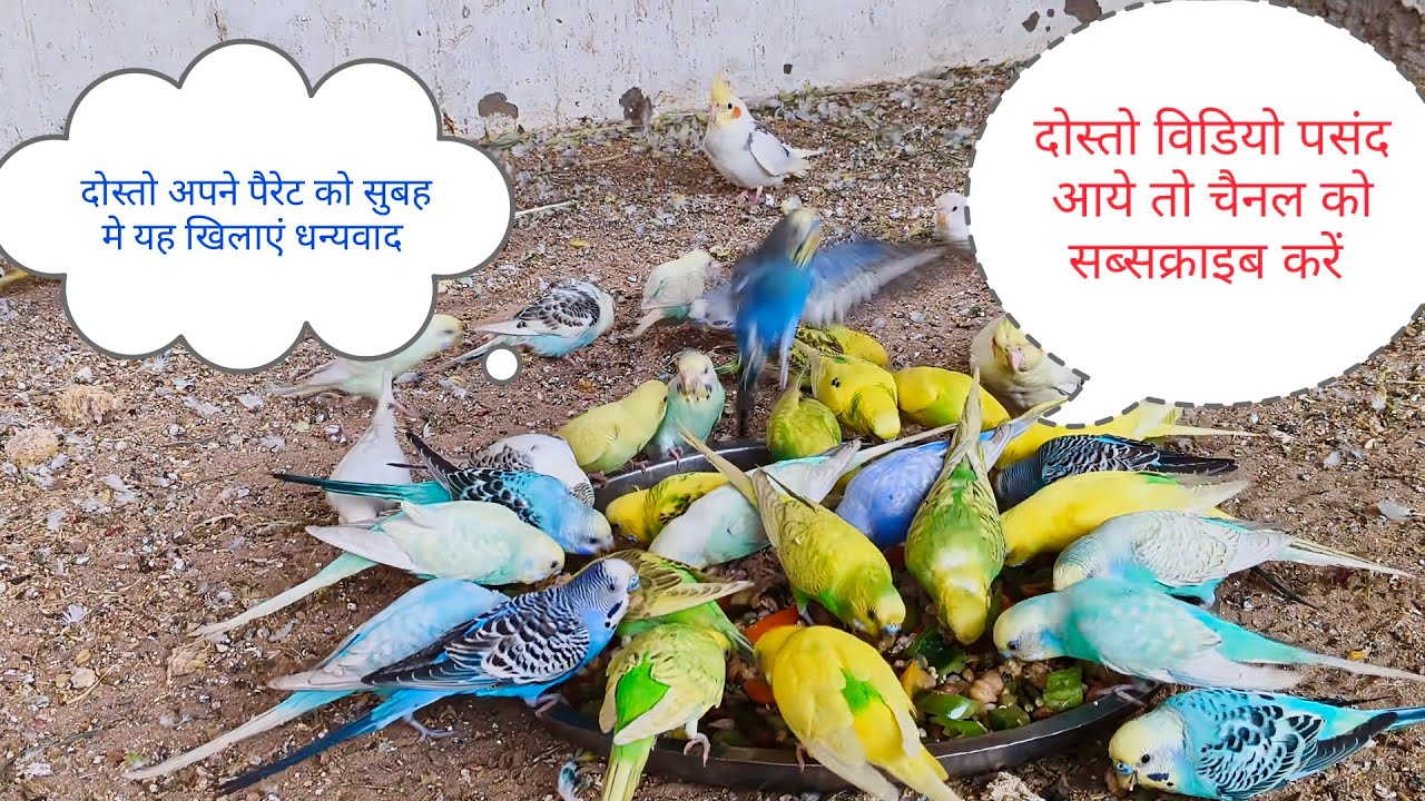 #birds parrot ashok yadav 