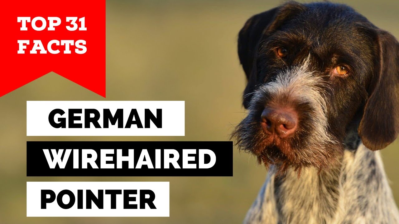 99% of German Wirehaired Pointer Owners Don't Know This