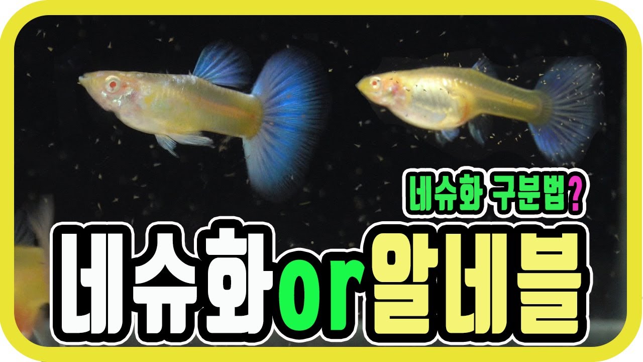 알비노네온블루 구피오 네온블루슈퍼화이트 구피 구별하기/네슈화 키우기