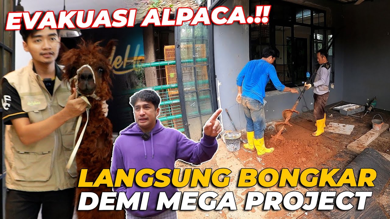 #6 PENDOPO | TERPAKSA KANDANG ALPACA DI BONGKAR DEMI MEGA PROJECT PENDOPO..!!