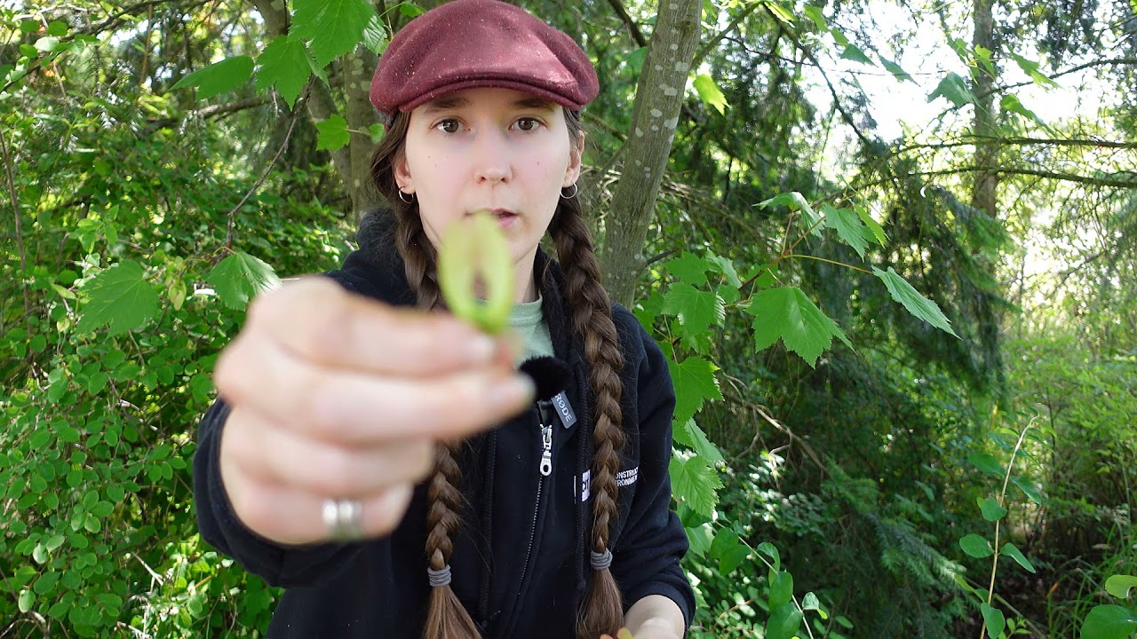 Plant ID: Douglas maple (Acer glabrum)
