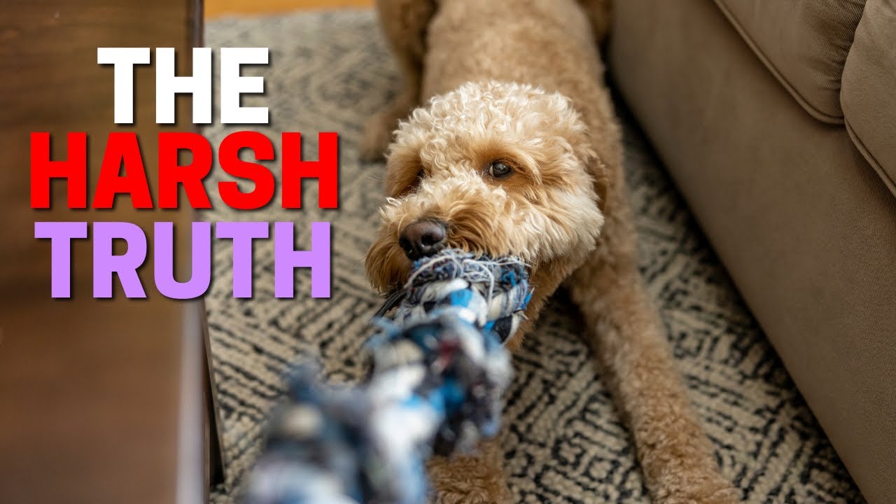 Owning a Poodle: The Good, The Bad, The Ugly