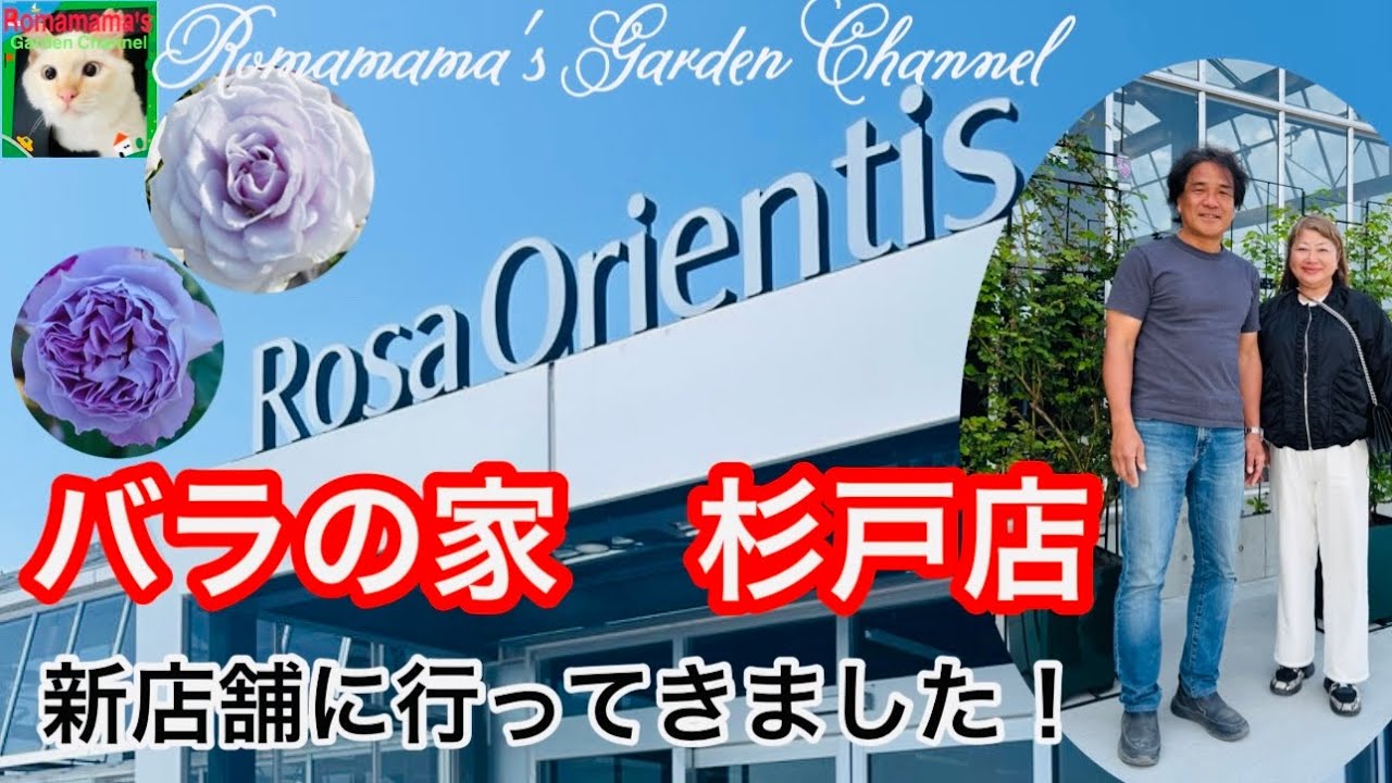 【バラの家】オープンしたてのバラの家杉戸店に行ってきました。　#rosaorientis #rose 