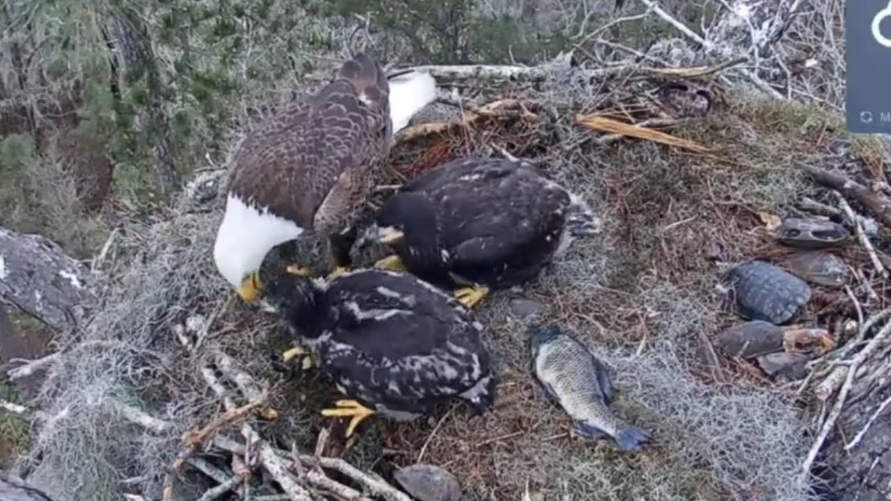 Big eaglet bonk small eaglet to push him away from feeding | Kisatchie National Forest E-1 | Mar 10