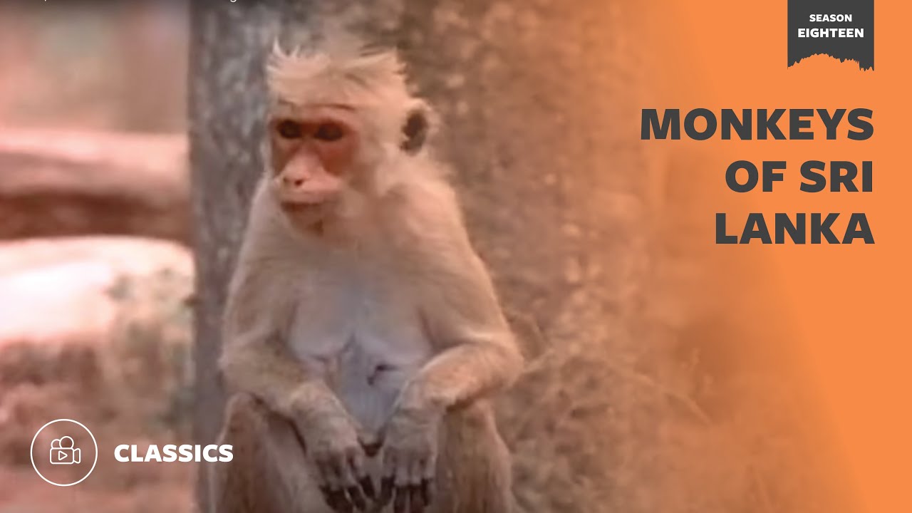 Monkeys of Sri Lanka | Mutual of Omaha's Wild Kingdom