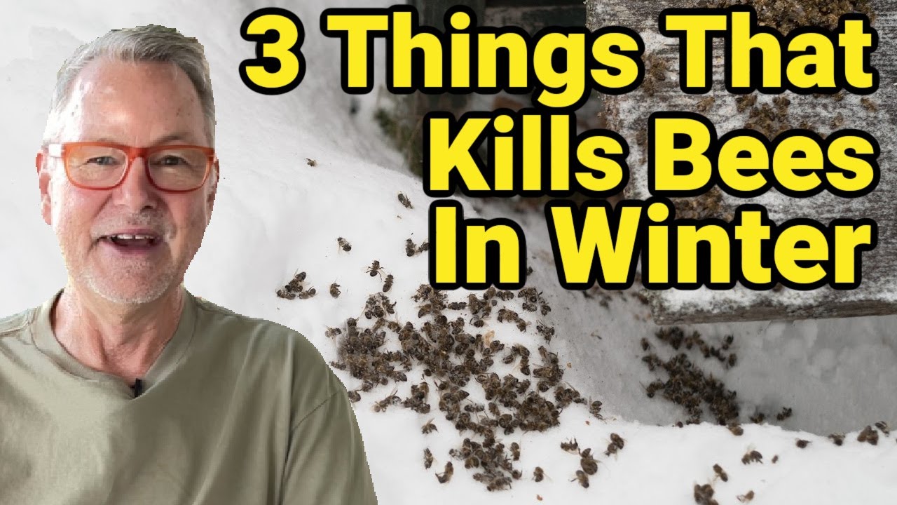 Beekeeping: 3 Things That Will Kill Bees In The Winter