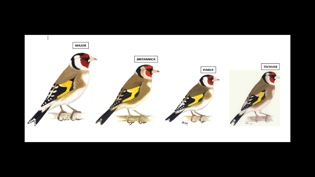 Le chardonneret Major en mutation : vidéo 1 savoir reconnaitre les sous espèces d'élégant