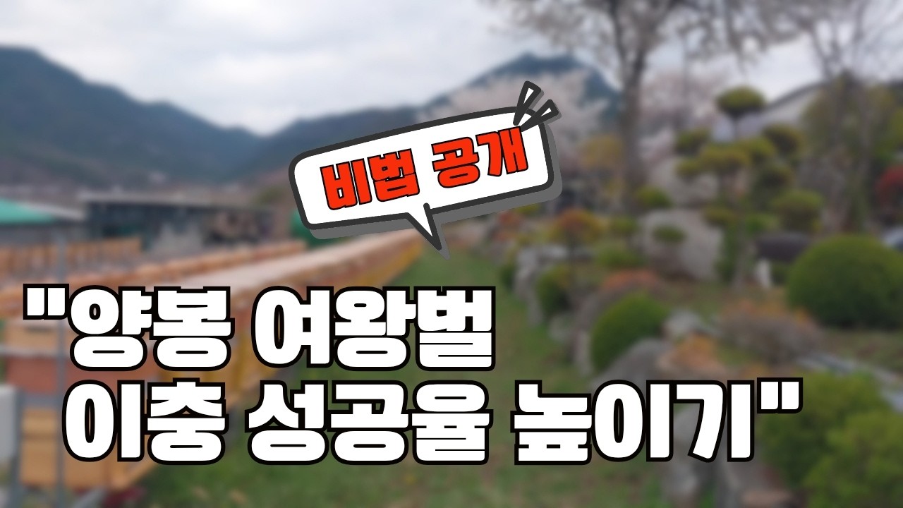 양봉 여왕벌 이충 성공율 높이는 비법 공유