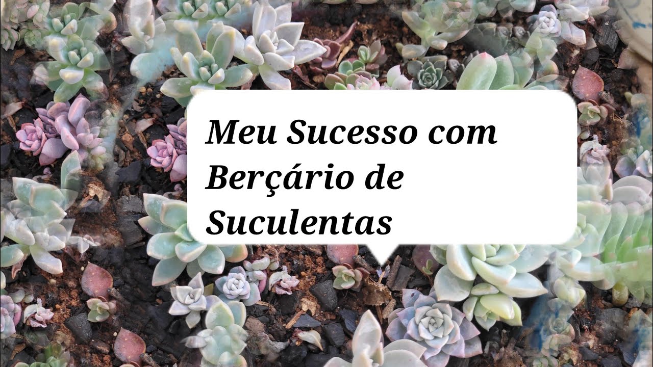 BERÇÁRIO DE SUCULENTAS. Devo molhar? Várias Dicas pra vocês do meu Cultivo.