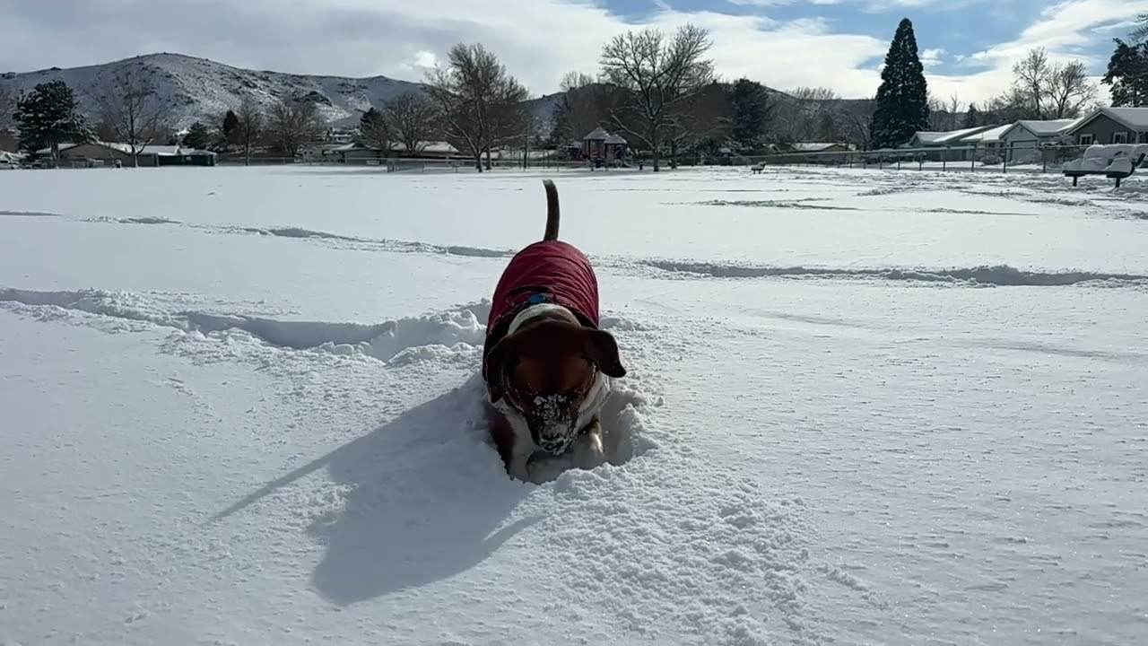 Daily Dose of Paradise: Marley Snow Day