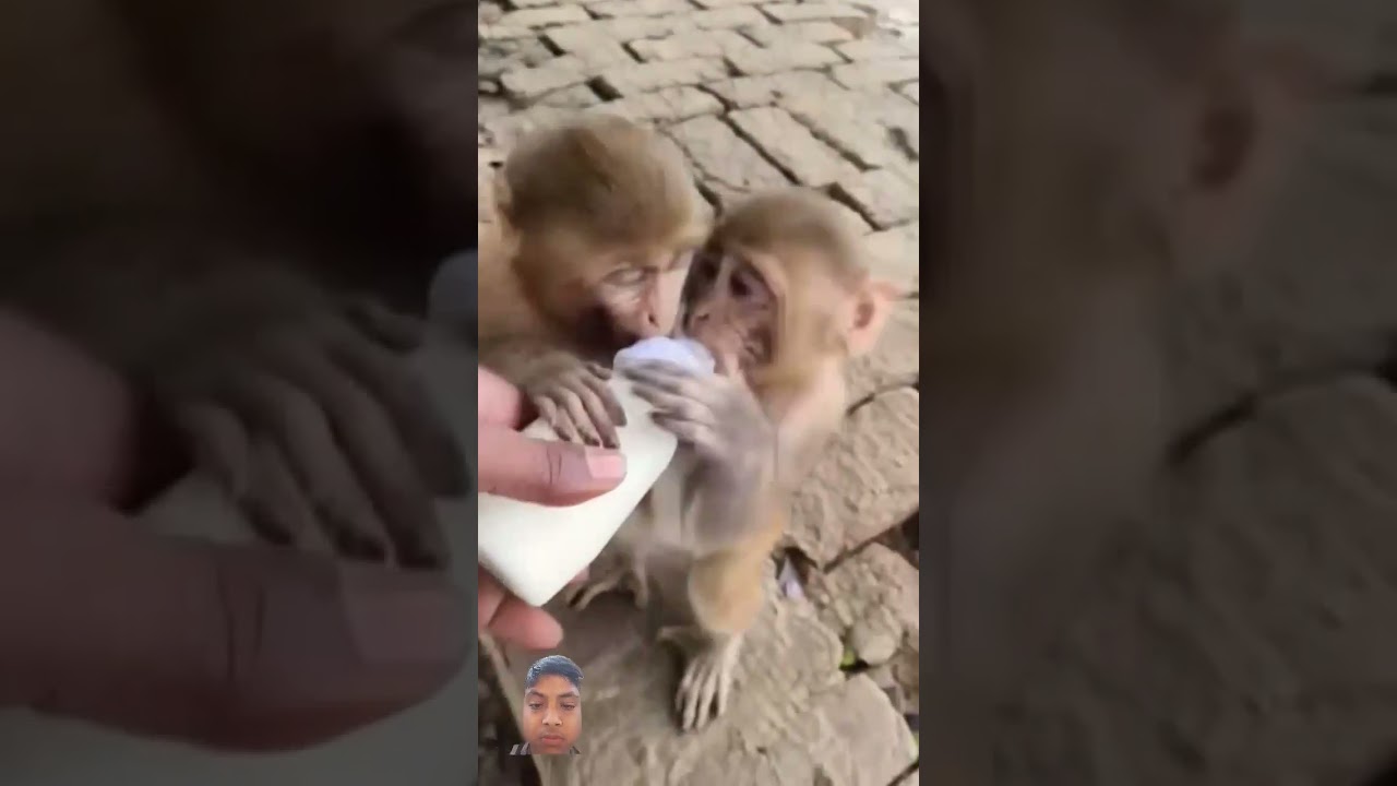 dudu pienge #monkey #dudu #pienge #comdey #trending