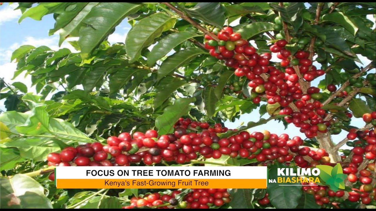Kilimo na Biashara | Tree tomato farming