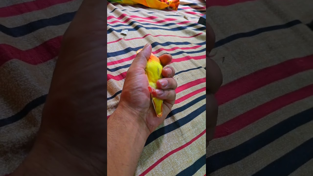How i tame my lovebird | tamed lovebirds#birds #parrot #lovebird