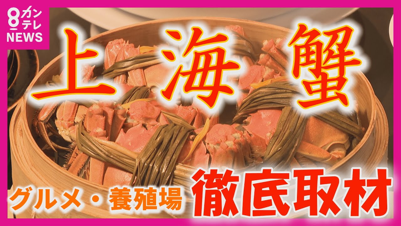 秋の味覚の王様・上海ガニグルメ！蘇州・陽澄湖ブランド蟹の魅力と旬の理由【関西テレビ・newsランナー】