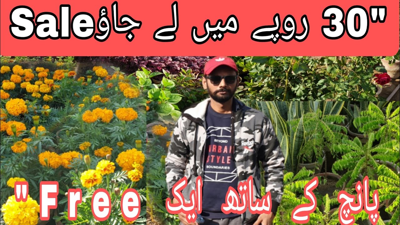 North karachi Plant Nursery Sale | Cheapest Nursery in karachi | Imported Plant Nursery in Karachi