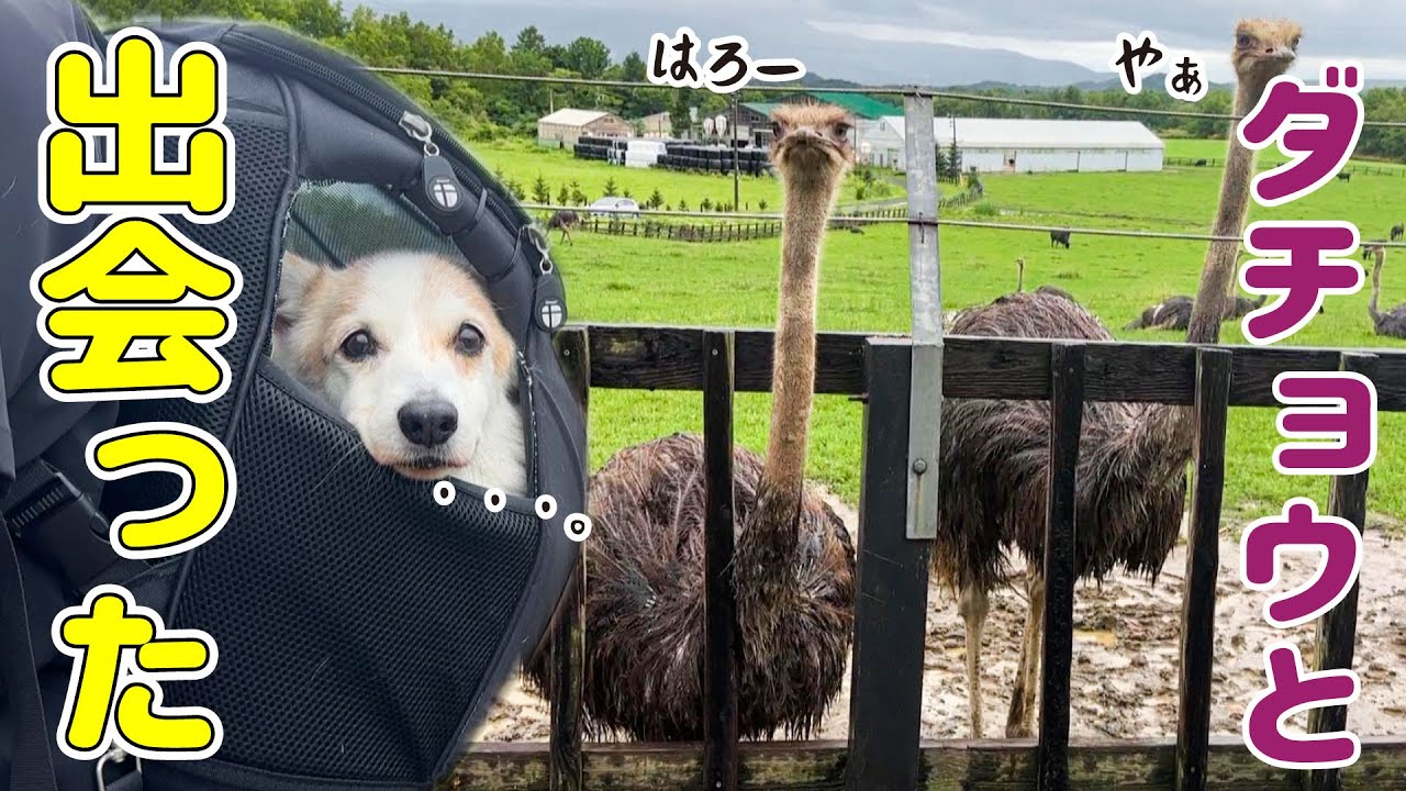 ダチョウと初対面！ビビって退場になったコーギーと全く動じないコーギー【ニセコ旅】