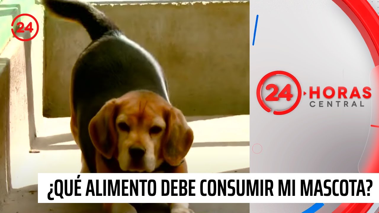 ¿Da lo mismo el alimento que le damos a nuestras mascotas? | 24 Horas TVN Chile