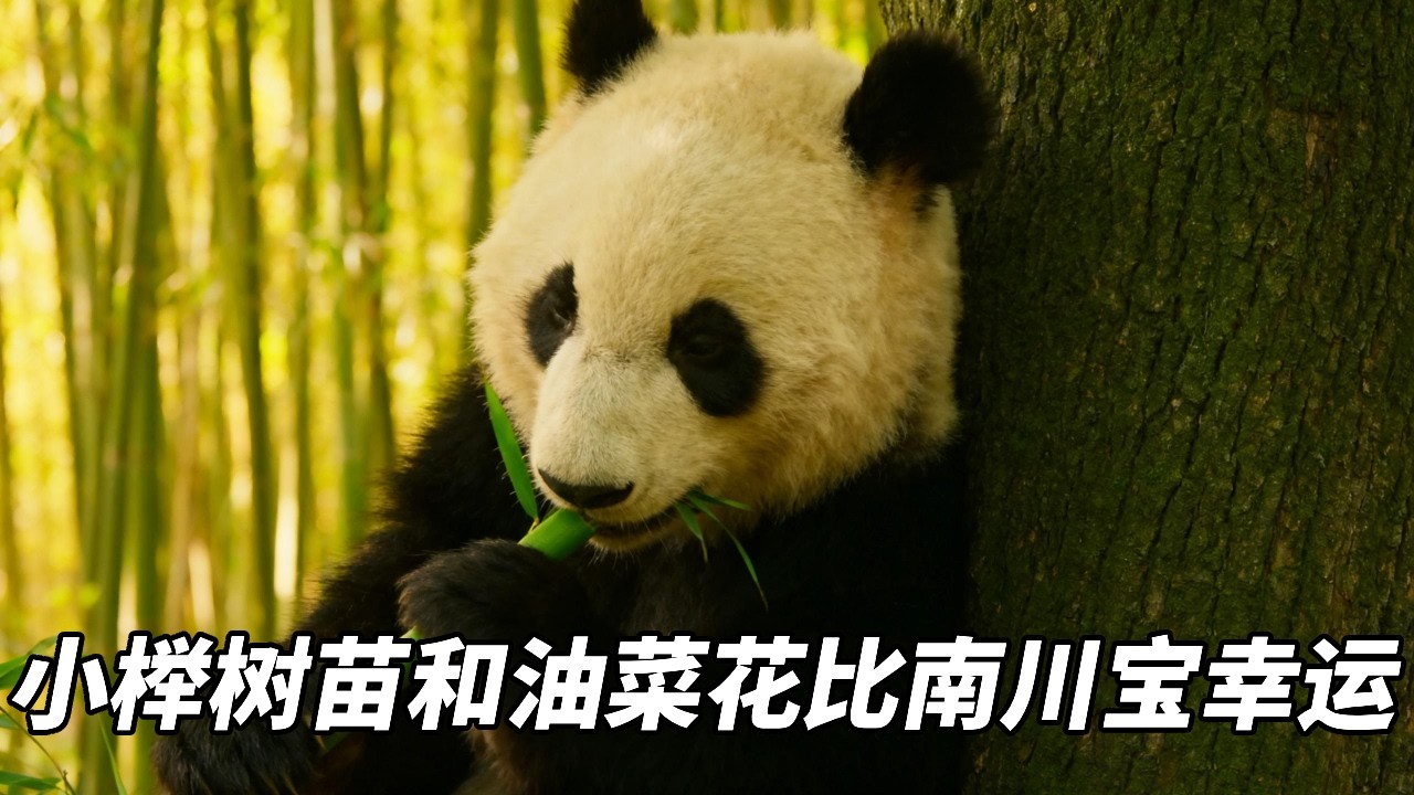 今年的小榉树苗和油菜花比南川宝幸运 #睿宝辉宝