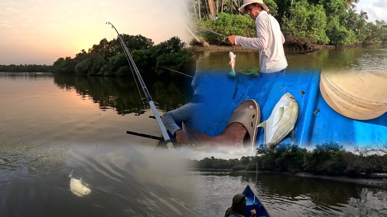 Mangrove Jack & Trevally Slammed Live Prawns! | Goa' backwaters  Fishing Action##