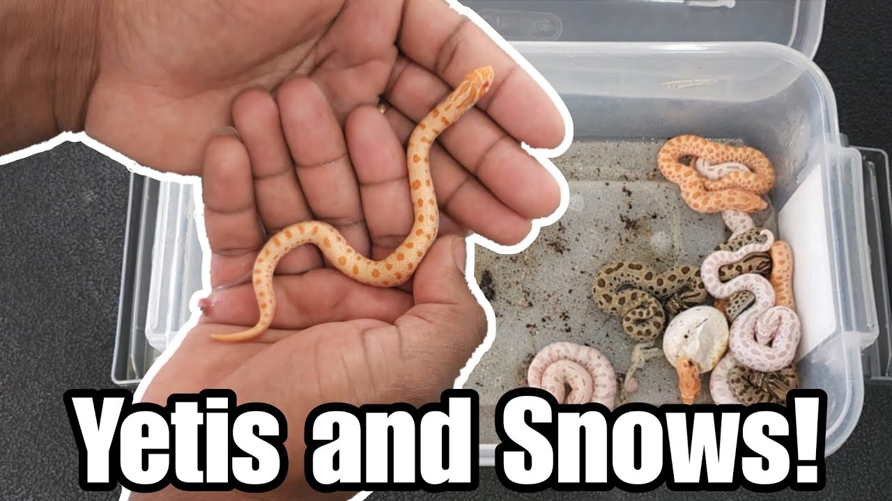 Can You Believe These Tiny Snakes Just Hatched?