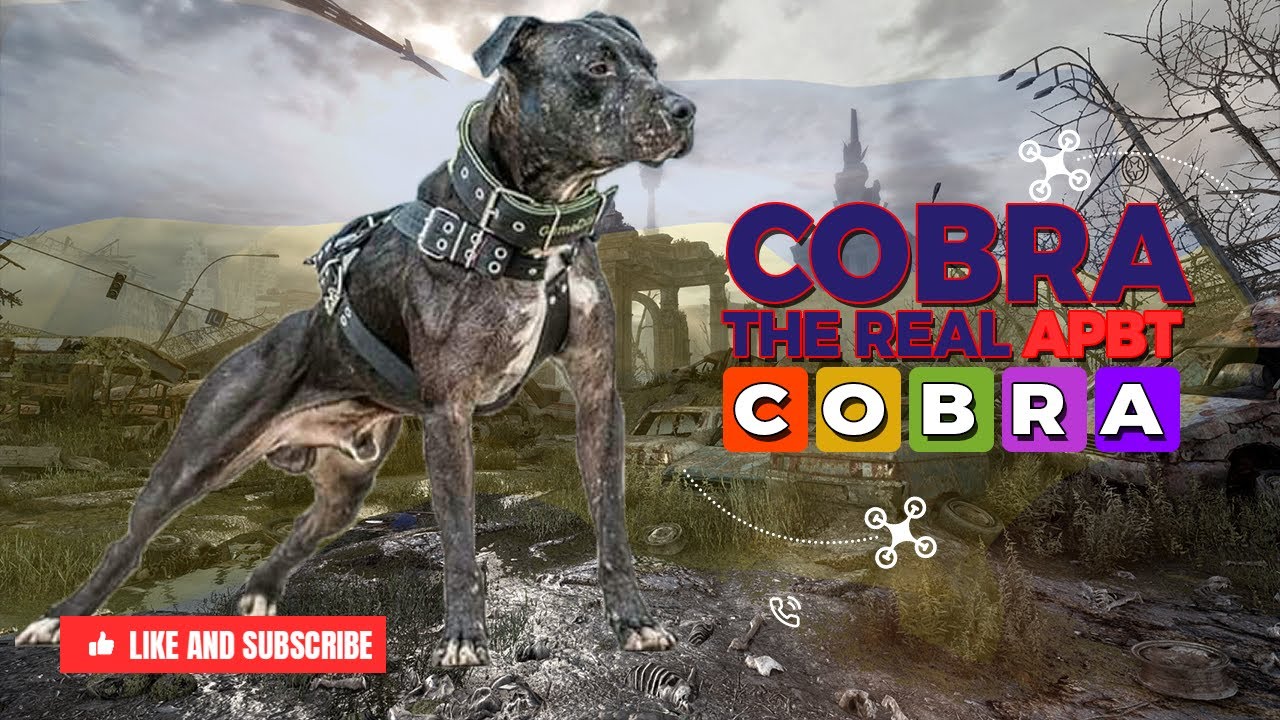 APBT Cobra the American Pitbull Terrier Original Real Working Game