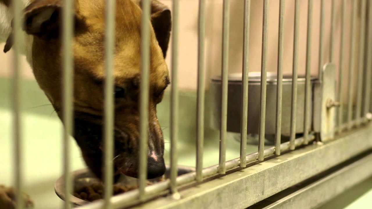 Pedigree Feeding project
