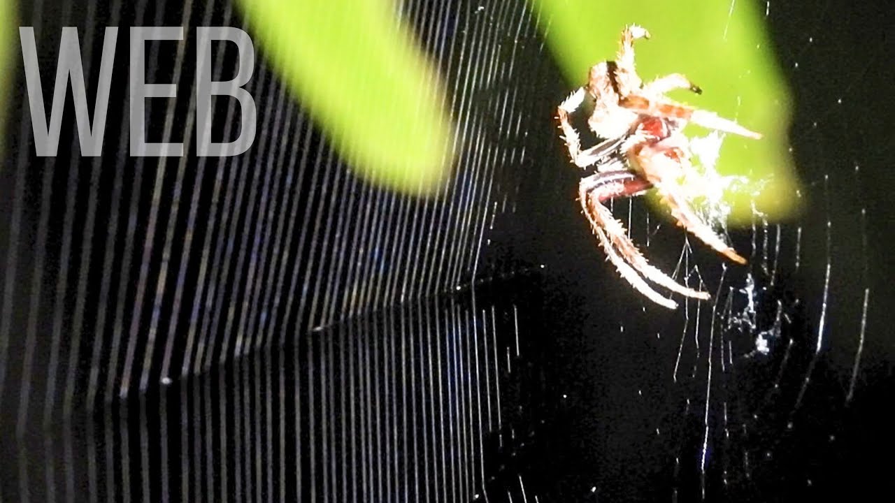 Buildiing the Trap: Spider Crafting a Web