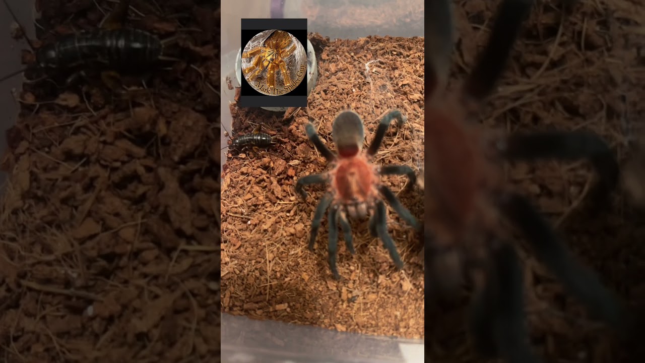 #colombian #blue #leg #Holothele #longipes #short #shorts #shortsvideo #tarantula #arachnid #spider