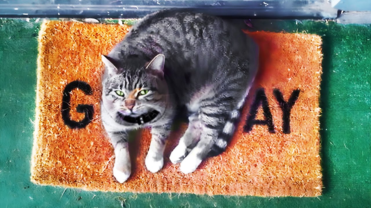 r/Suddenlygay | cat sittin' gay