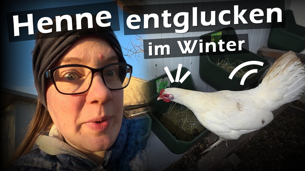 Immer wieder diese ISCHLER Zwerge... #Hühner 132