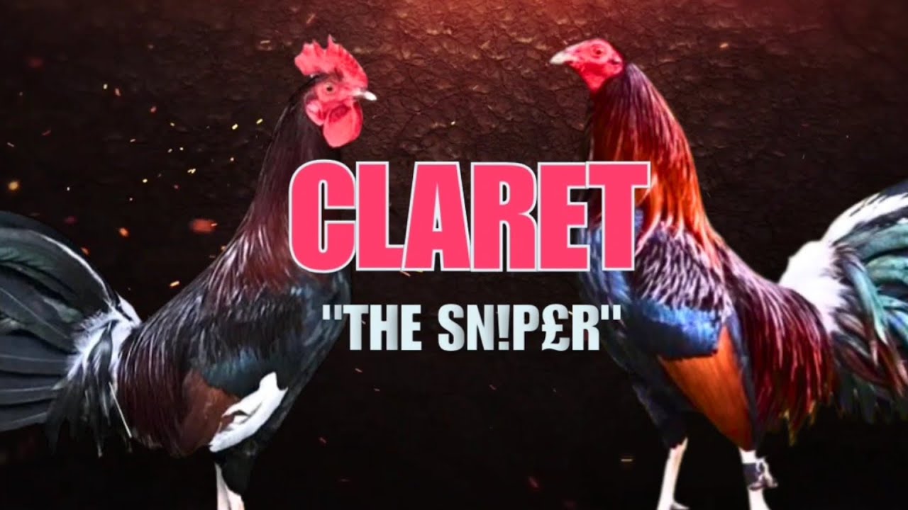 CLARET GAMEFOWL BLOOLINE, Fighting Style and History