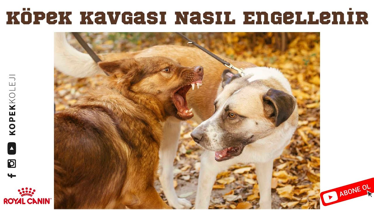 Köpek Kavgası Nasıl Engellenir