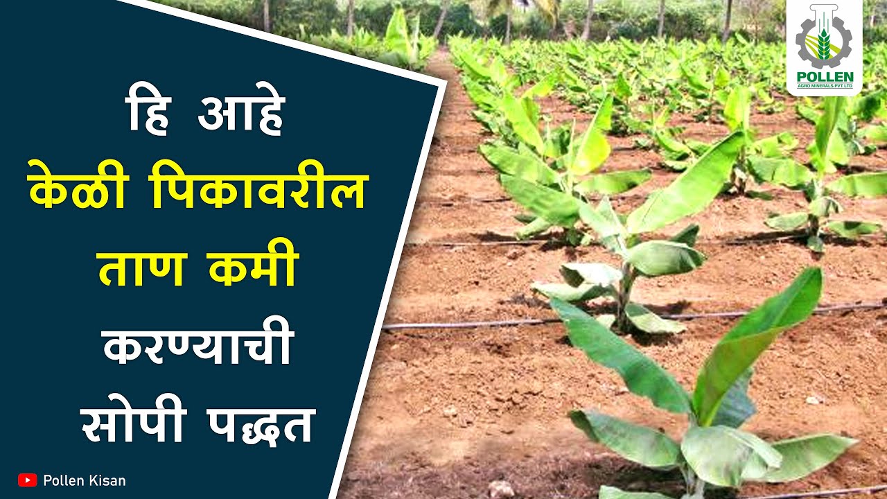 जाणून घ्या, केळी शेतीमध्ये स्ट्रेस रिलीज मॅनेजमेंट | Pollen Kisan
