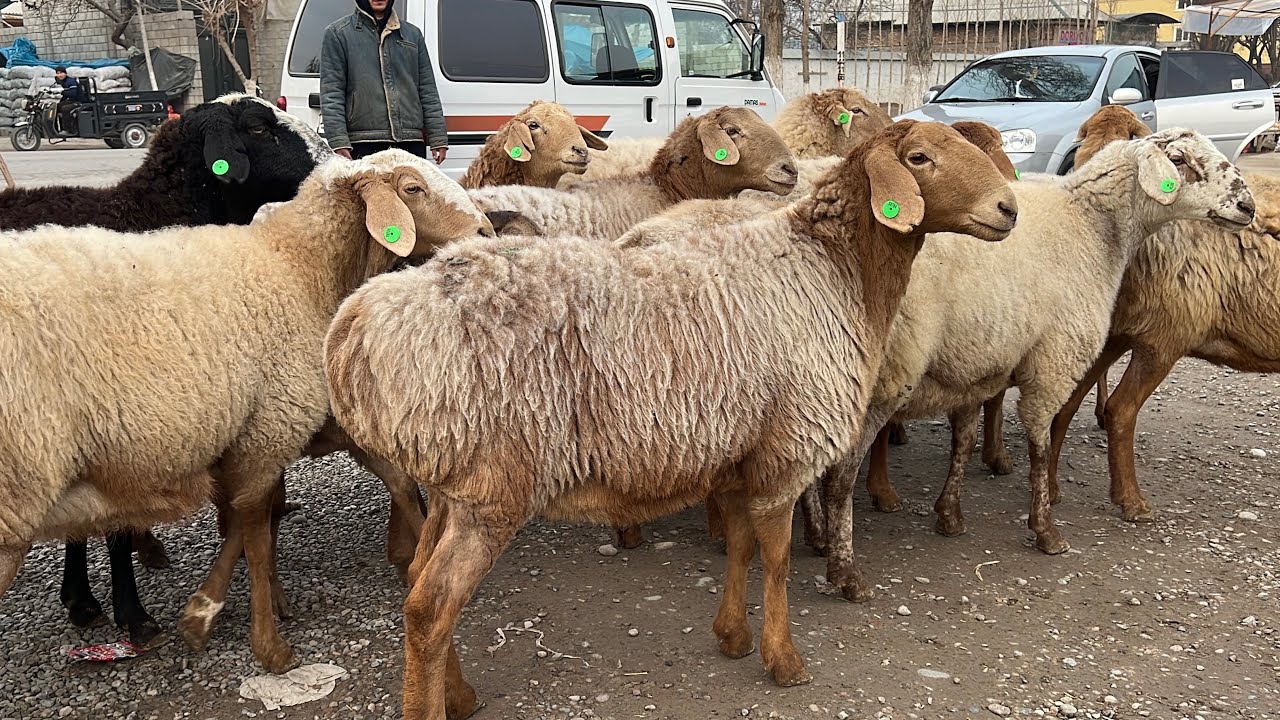 🔥🐑 ARASHAN BOGOZ SOVLUQLAR! 🇰🇬💥 BEGZODDA SHOK NARX! 😱 