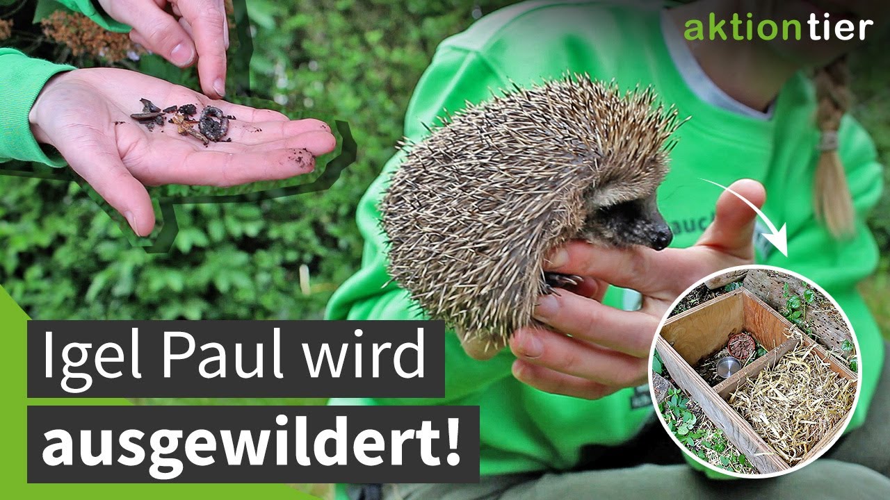 Auswilderung eines Igels mit Tipps und Tricks!