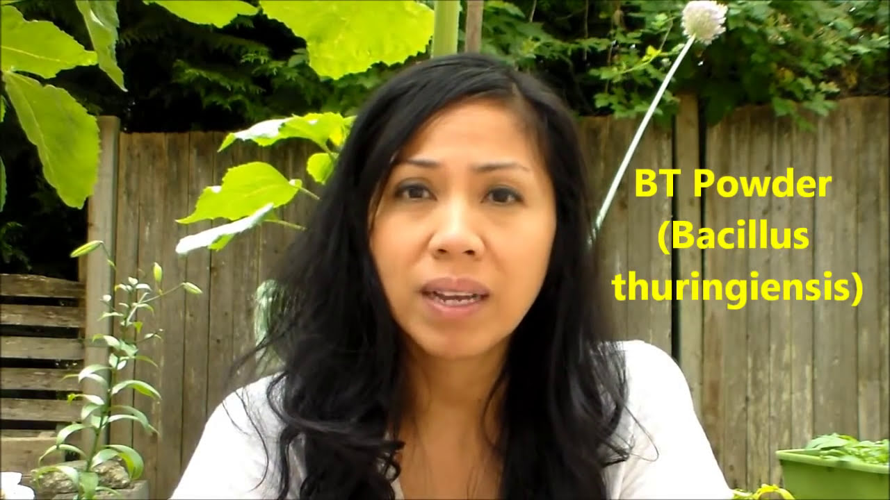 8 Ways to Get Rid of Caterpillars & Cabbage Moths Organically!