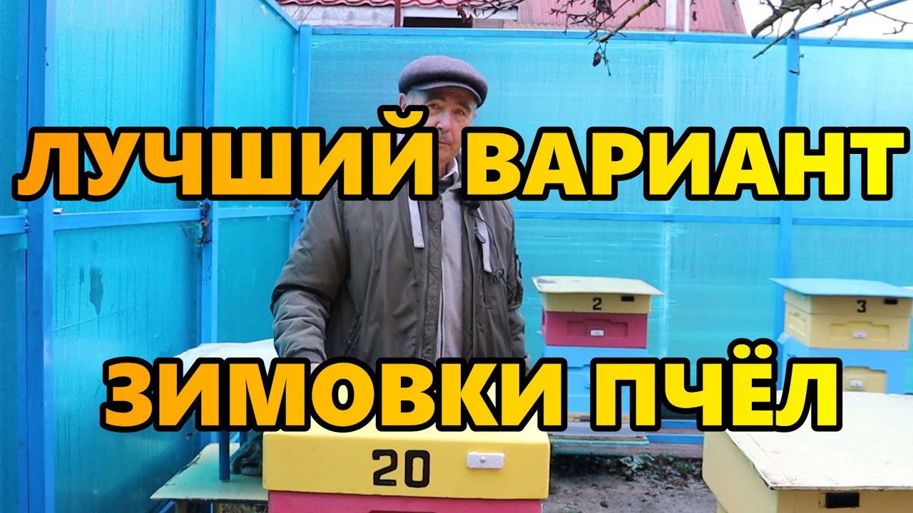 Лучший вариант зимовки пчел.