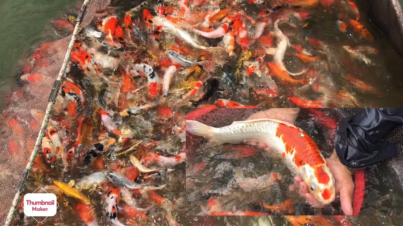 HIỆU QUẢ và TÁC DỤNG bất ngờ khi nuôi cá Koi trong ao bùn