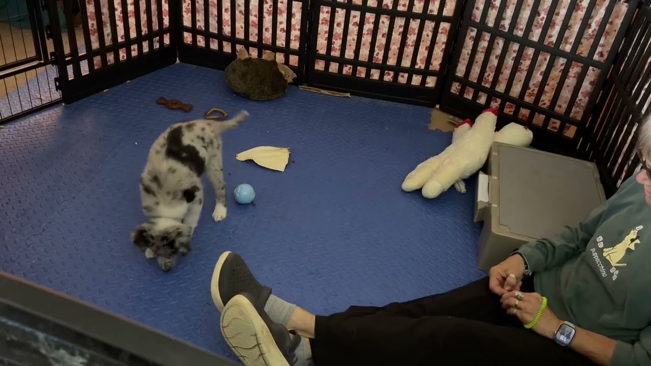 Teaching the “lie down”