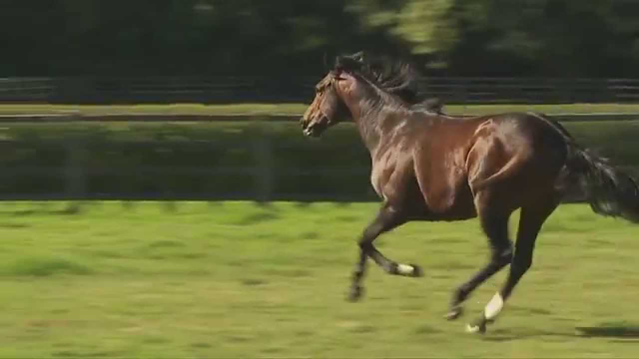 Intello - Etalon au Haras du Quesnay en 2016
