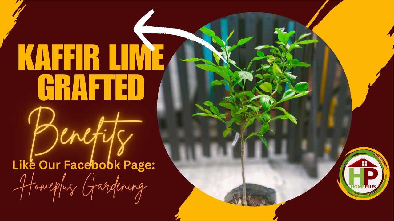 🍃 Aromatic Leaves Kaffir Lime Thai Lime Health Benefits | Culinary Use for Flavoring Cuisine Dishes