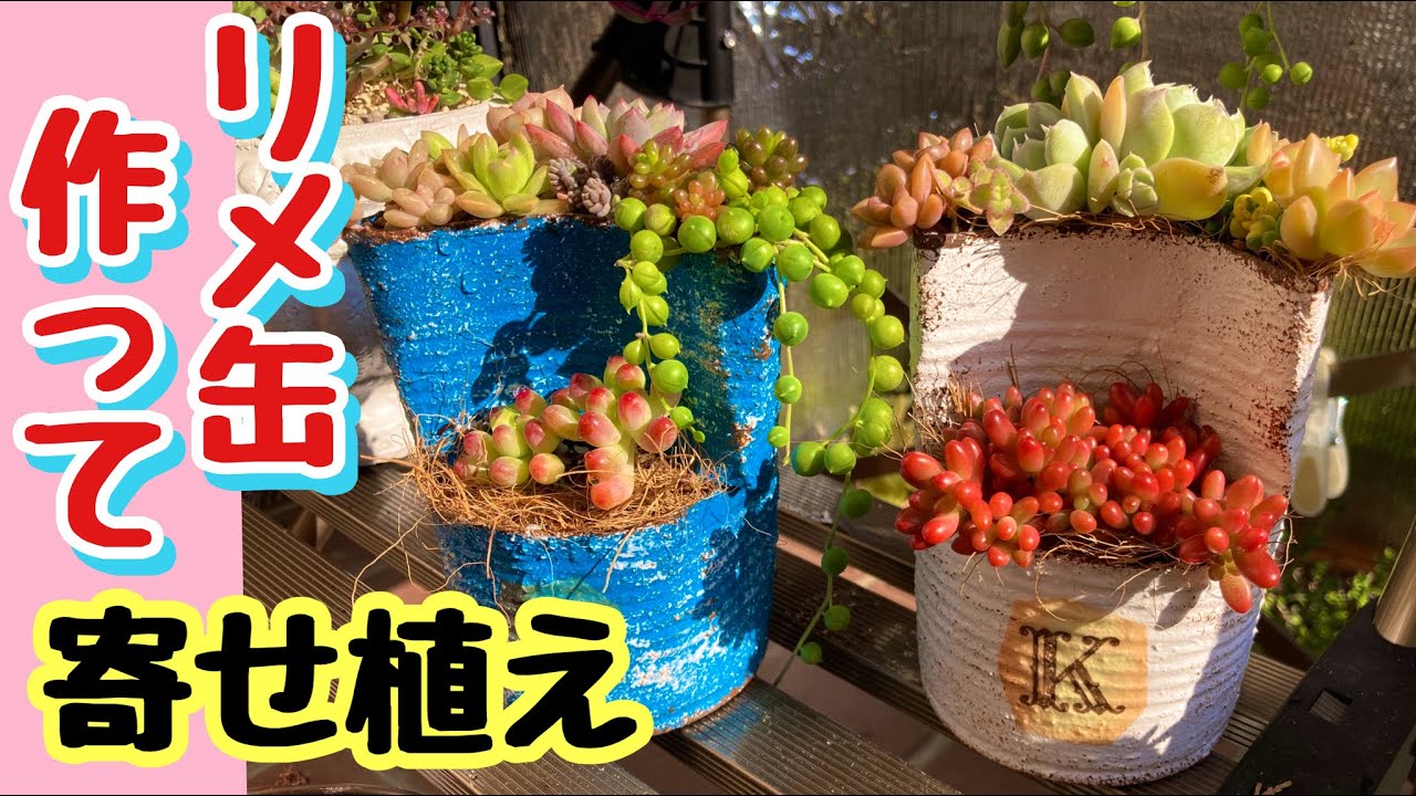 【多肉植物】2段のリメ缶作って寄せ植えしました